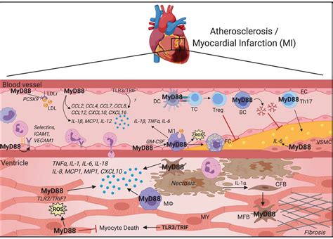 myd88 for football live|MyD88: At the heart of inflammatory signaling and cardiovascular .